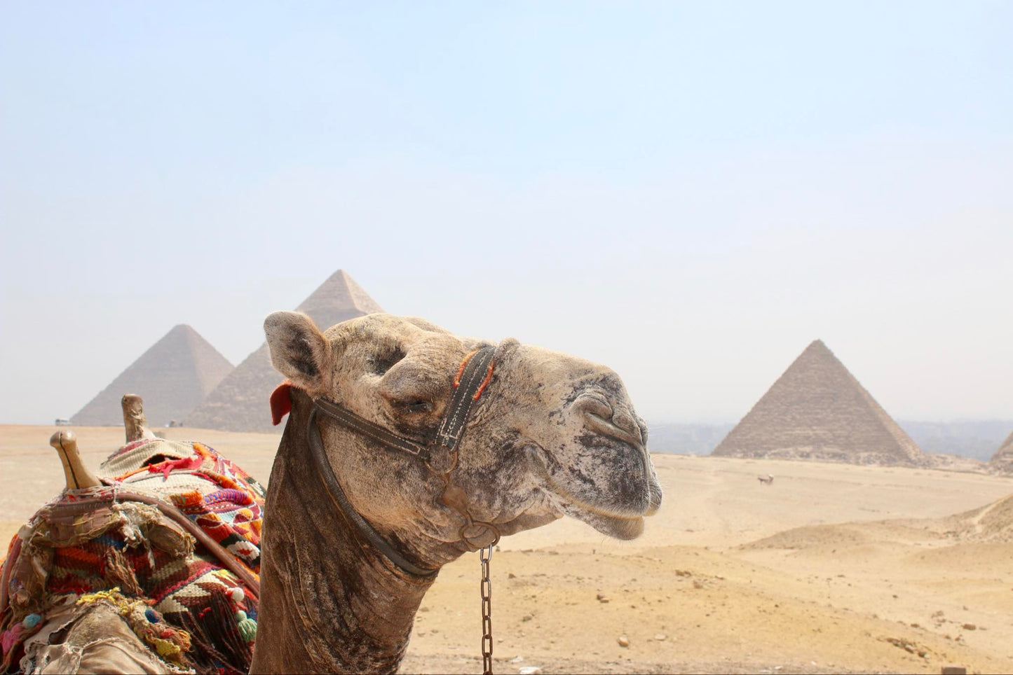 Premium 1 Litre Stainless Sipper Bottle - Egypt